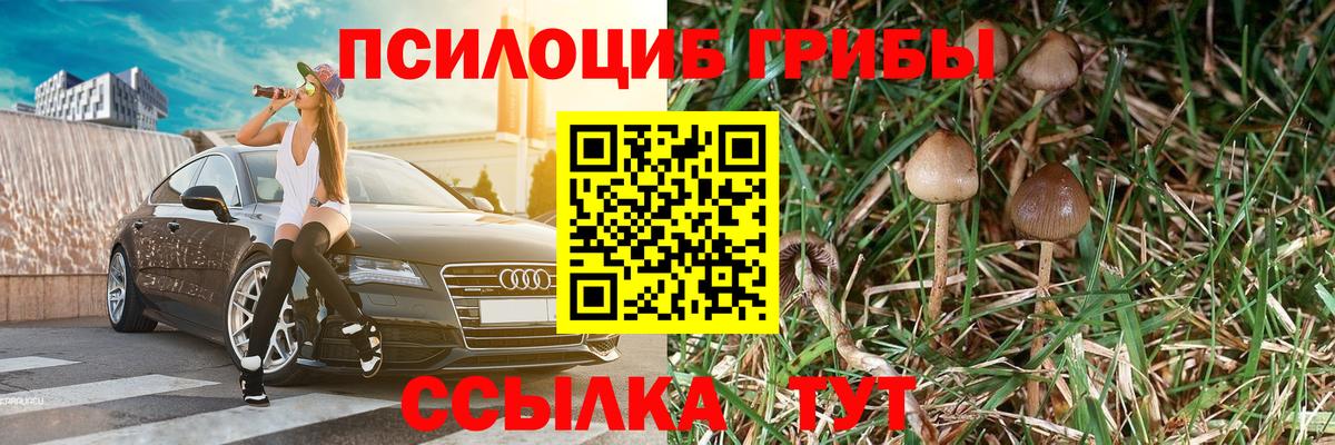 Псилоцибиновые грибы Psilocybe Губкинский